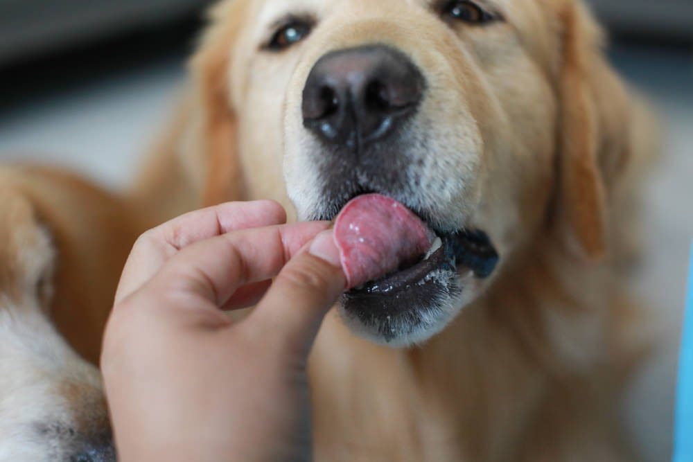 寵物凍乾主食推薦|耐吉斯獵食客犬糧佐全肉骨凍乾、犬凍乾生食餐、全骨肉一整隻雞的天然美味!! - 第15張圖 寵物凍乾主食推薦|耐吉斯獵食客犬糧佐全肉骨凍乾、犬凍乾生食餐、全骨肉一整隻雞的天然美味!!