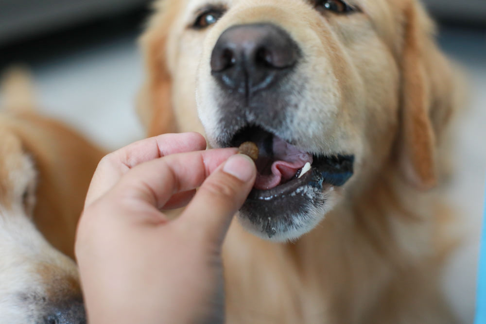 寵物凍乾主食推薦|耐吉斯獵食客犬糧佐全肉骨凍乾、犬凍乾生食餐、全骨肉一整隻雞的天然美味!! - 第13張圖 寵物凍乾主食推薦|耐吉斯獵食客犬糧佐全肉骨凍乾、犬凍乾生食餐、全骨肉一整隻雞的天然美味!!
