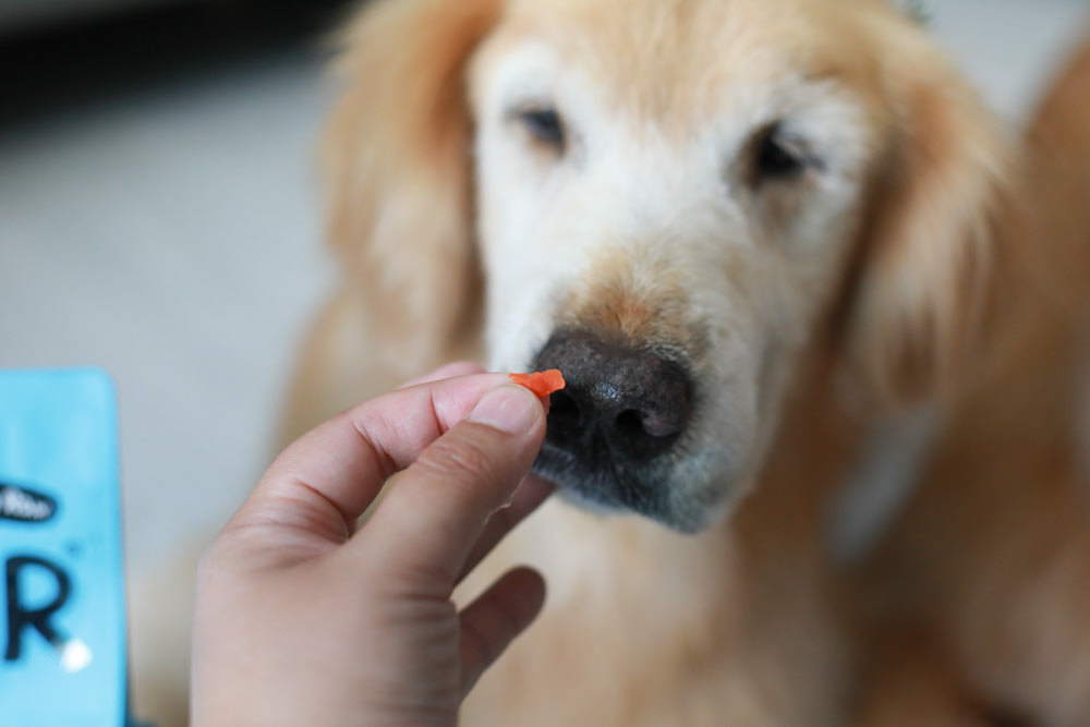 寵物凍乾主食推薦|耐吉斯獵食客犬糧佐全肉骨凍乾、犬凍乾生食餐、全骨肉一整隻雞的天然美味!! - 第12張圖 寵物凍乾主食推薦|耐吉斯獵食客犬糧佐全肉骨凍乾、犬凍乾生食餐、全骨肉一整隻雞的天然美味!!
