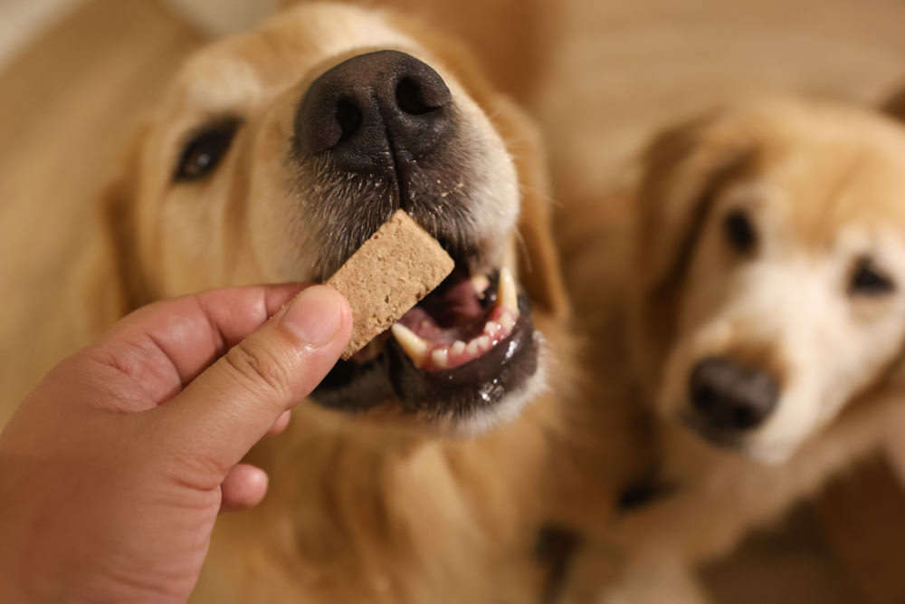 Mr.MEAT肉鮮生凍乾主食|狗狗主食凍乾推薦。凍乾生食、冷凍真空乾燥、完整鎖住營養保鮮、多種口味選擇 - 第15張圖 Mr.MEAT肉鮮生凍乾主食|狗狗主食凍乾推薦。凍乾生食、冷凍真空乾燥、完整鎖住營養保鮮、多種口味選擇