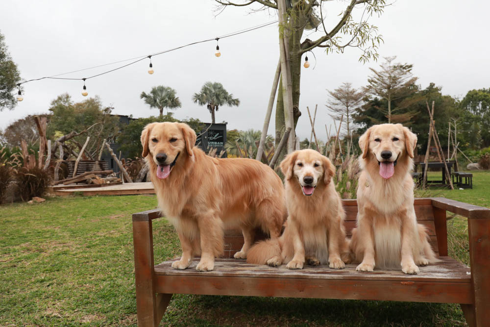 苗栗懶人露營｜自然圈農場。一泊二食豪華露營、免搭帳奢華露營、寵物友善帳篷、溫泉泡湯、農遊體驗