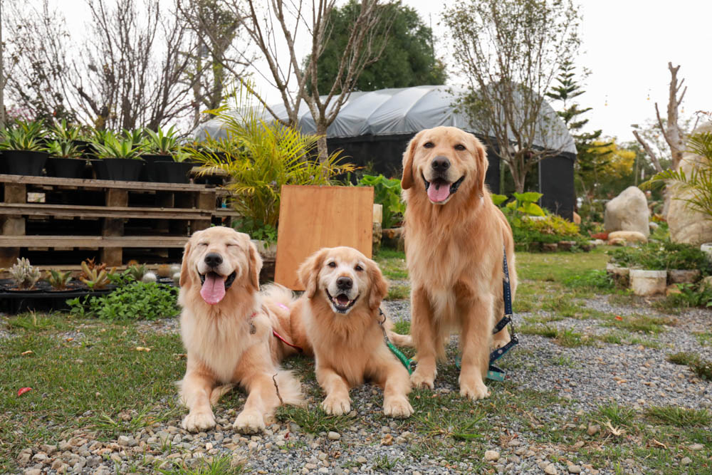 苗栗懶人露營｜自然圈農場。一泊二食豪華露營、免搭帳奢華露營、寵物友善帳篷、溫泉泡湯、農遊體驗
