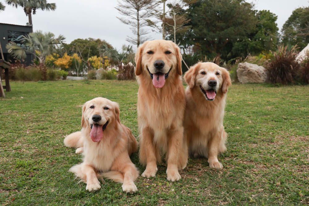 苗栗懶人露營｜自然圈農場。一泊二食豪華露營、免搭帳奢華露營、寵物友善帳篷、溫泉泡湯、農遊體驗