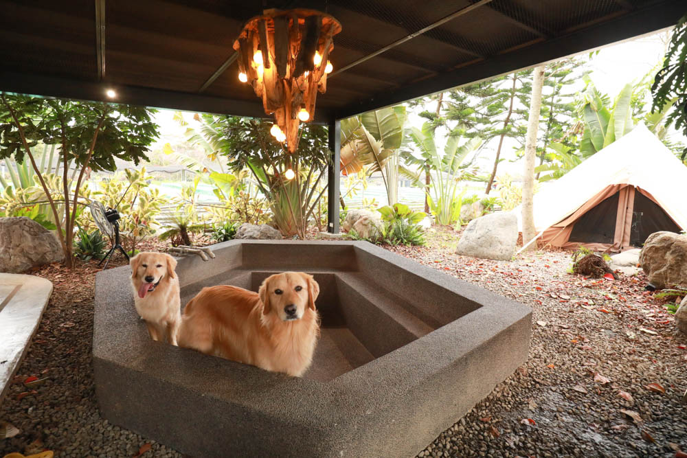 苗栗懶人露營｜自然圈農場。一泊二食豪華露營、免搭帳奢華露營、寵物友善帳篷、溫泉泡湯、農遊體驗