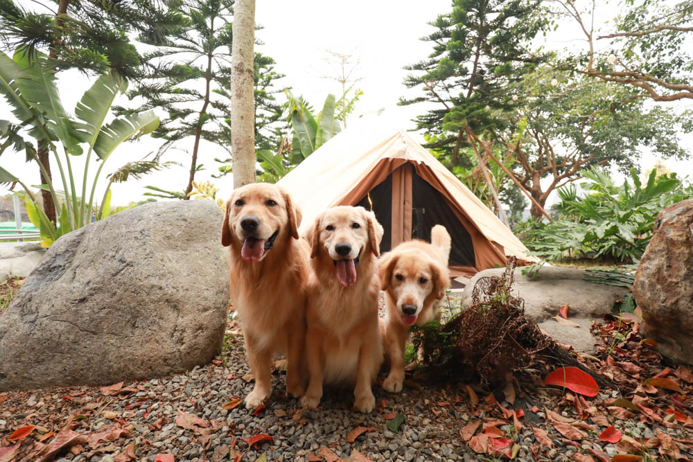 苗栗懶人露營｜自然圈農場。一泊二食豪華露營、免搭帳奢華露營、寵物友善帳篷、溫泉泡湯、農遊體驗