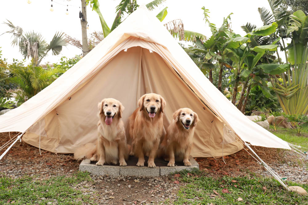 苗栗懶人露營｜自然圈農場。一泊二食豪華露營、免搭帳奢華露營、寵物友善帳篷、溫泉泡湯、農遊體驗