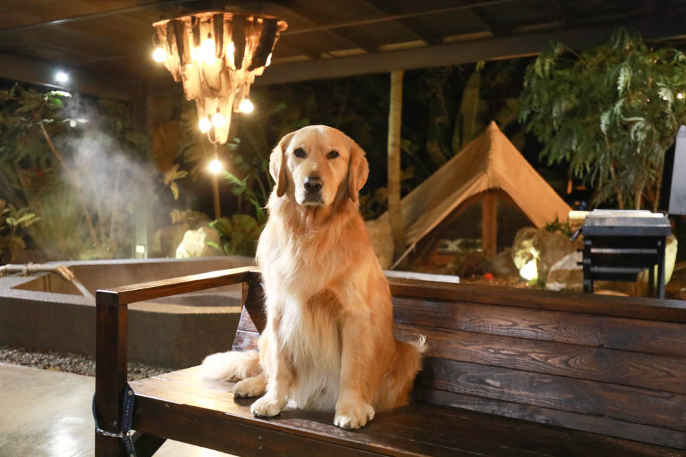 苗栗懶人露營｜自然圈農場。一泊二食豪華露營、免搭帳奢華露營、寵物友善帳篷、溫泉泡湯、農遊體驗