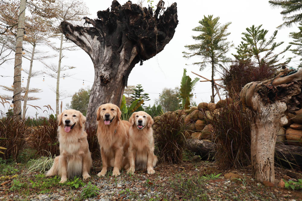 苗栗懶人露營｜自然圈農場。一泊二食豪華露營、免搭帳奢華露營、寵物友善帳篷、溫泉泡湯、農遊體驗