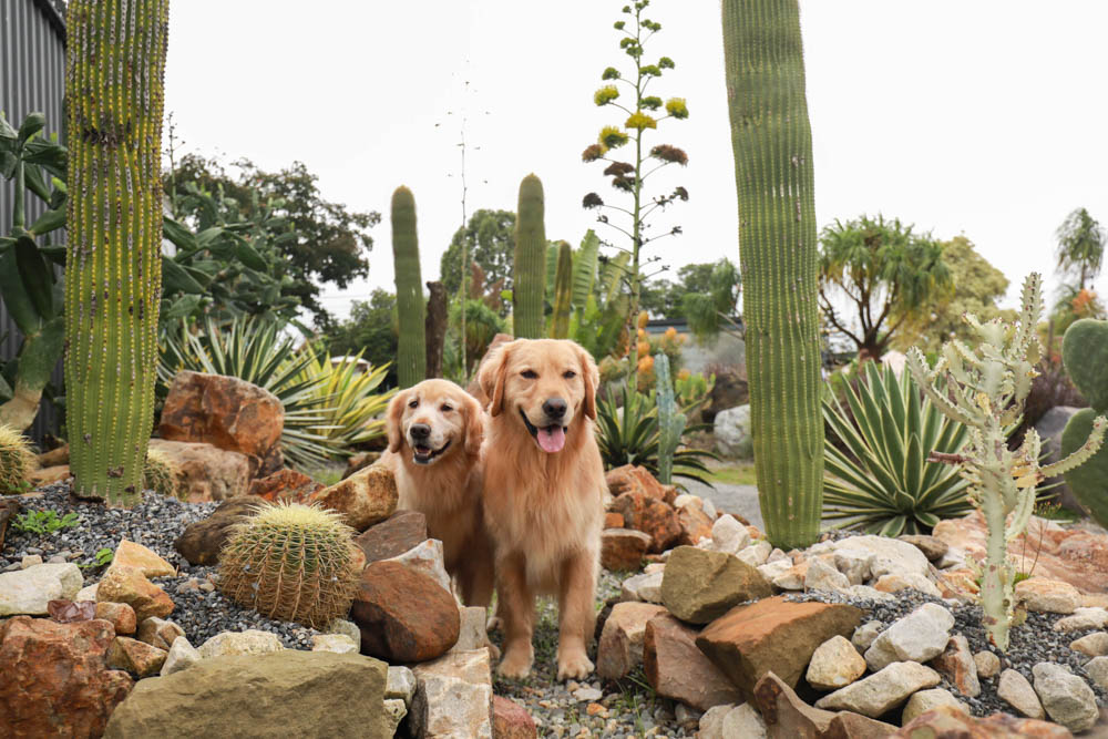 苗栗懶人露營｜自然圈農場。一泊二食豪華露營、免搭帳奢華露營、寵物友善帳篷、溫泉泡湯、農遊體驗
