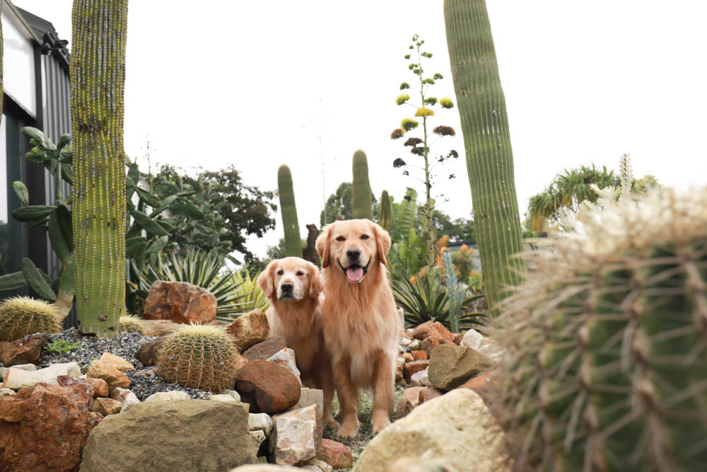 苗栗懶人露營｜自然圈農場。一泊二食豪華露營、免搭帳奢華露營、寵物友善帳篷、溫泉泡湯、農遊體驗