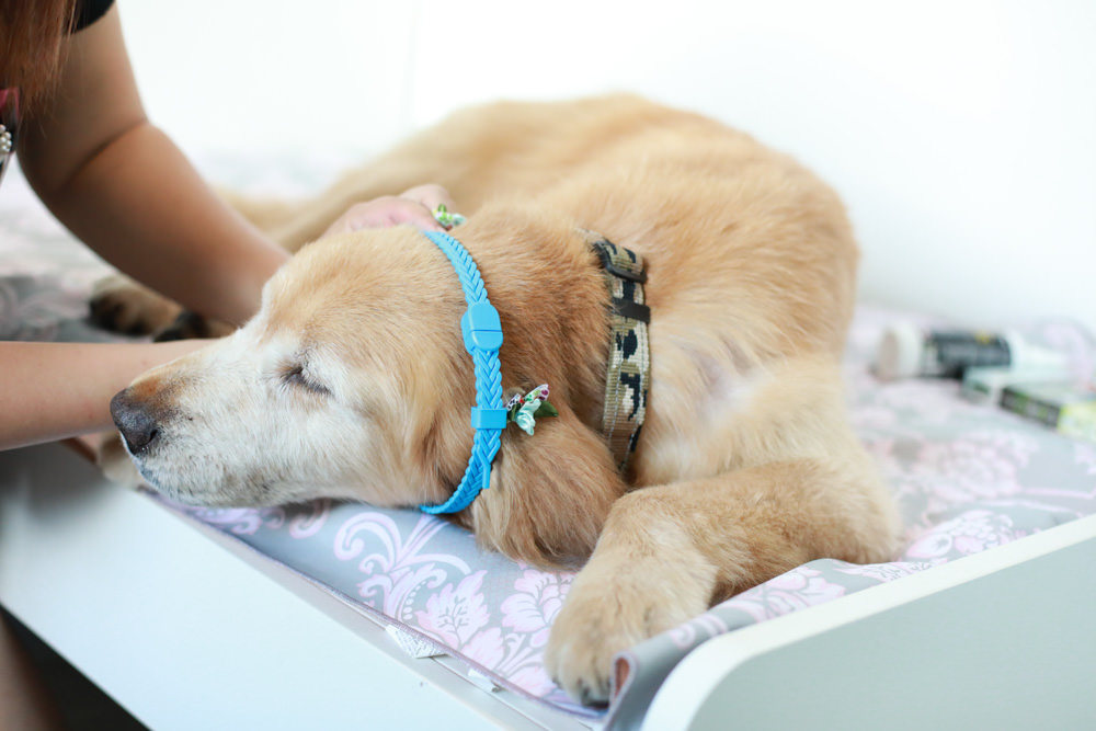 Solano舒活ECO-LIFE寵物防蚤驅蟲系列。犬用天然防蚤驅蟲頸圈、天然防蚤驅蟲滴劑、天然防蚤驅蟲噴劑、RELAX-SOL犬用情緒安撫頸圈 - 第8張圖 Solano舒活ECO-LIFE寵物防蚤驅蟲系列。犬用天然防蚤驅蟲頸圈、天然防蚤驅蟲滴劑、天然防蚤驅蟲噴劑、RELAX-SOL犬用情緒安撫頸圈