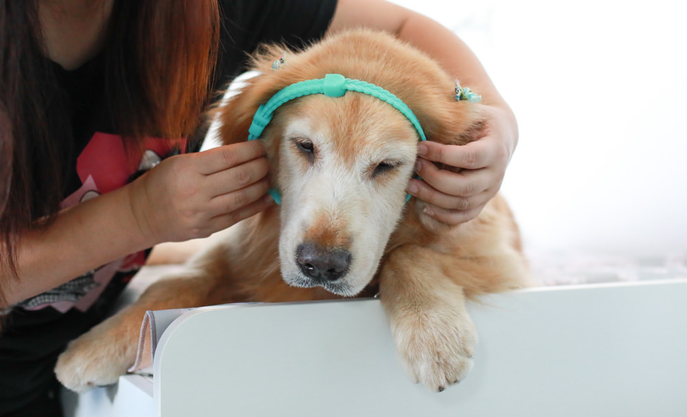 Solano舒活ECO-LIFE寵物防蚤驅蟲系列。犬用天然防蚤驅蟲頸圈、天然防蚤驅蟲滴劑、天然防蚤驅蟲噴劑、RELAX-SOL犬用情緒安撫頸圈 - 第10張圖 Solano舒活ECO-LIFE寵物防蚤驅蟲系列。犬用天然防蚤驅蟲頸圈、天然防蚤驅蟲滴劑、天然防蚤驅蟲噴劑、RELAX-SOL犬用情緒安撫頸圈