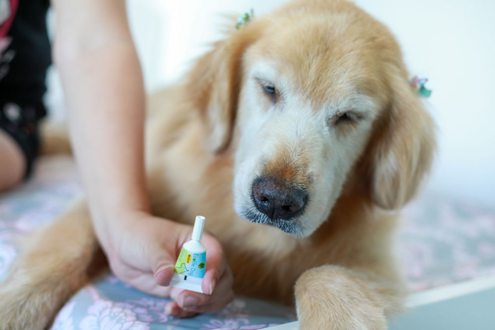 Solano舒活ECO-LIFE寵物防蚤驅蟲系列。犬用天然防蚤驅蟲頸圈、天然防蚤驅蟲滴劑、天然防蚤驅蟲噴劑、RELAX-SOL犬用情緒安撫頸圈 - 第15張圖 Solano舒活ECO-LIFE寵物防蚤驅蟲系列。犬用天然防蚤驅蟲頸圈、天然防蚤驅蟲滴劑、天然防蚤驅蟲噴劑、RELAX-SOL犬用情緒安撫頸圈