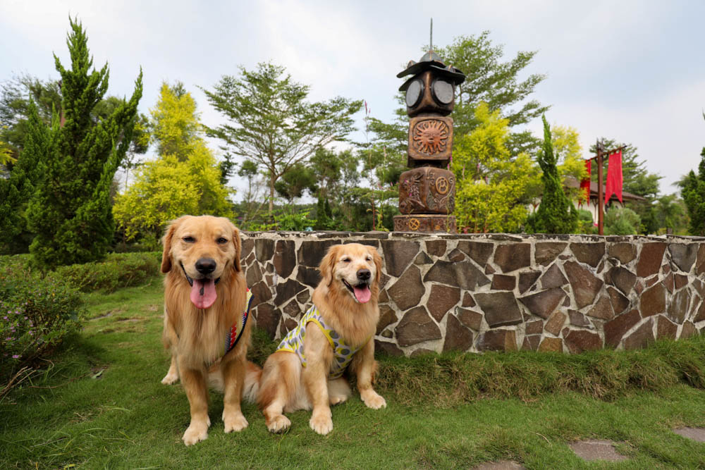 屏東景點|AMIDA艾米達精靈谷茶樹莊園。寵物友善景點、墾丁順遊景點、走進魔法精靈的奇幻世界! - 第22張圖 屏東景點|AMIDA艾米達精靈谷茶樹莊園。寵物友善景點、墾丁順遊景點、走進魔法精靈的奇幻世界!