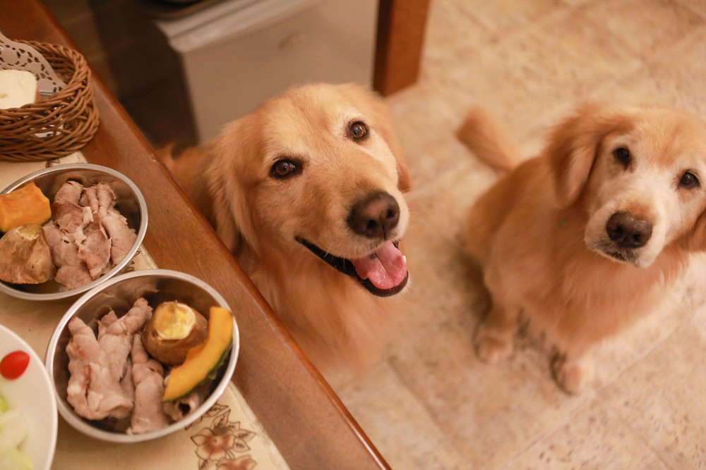 宜蘭冬山民宿｜芯園我的夢中城堡。歐洲童話風情溜滑梯民宿、寵物友善民宿、童話故事城堡民宿