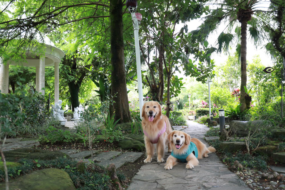 宜蘭冬山民宿｜芯園我的夢中城堡。歐洲童話風情溜滑梯民宿、寵物友善民宿、童話故事城堡民宿