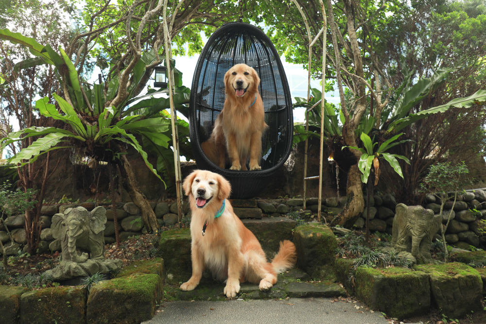 宜蘭冬山民宿｜芯園我的夢中城堡。歐洲童話風情溜滑梯民宿、寵物友善民宿、童話故事城堡民宿