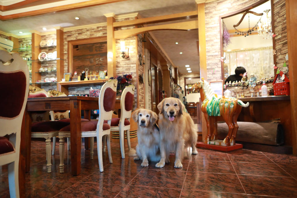 宜蘭冬山民宿｜芯園我的夢中城堡。歐洲童話風情溜滑梯民宿、寵物友善民宿、童話故事城堡民宿