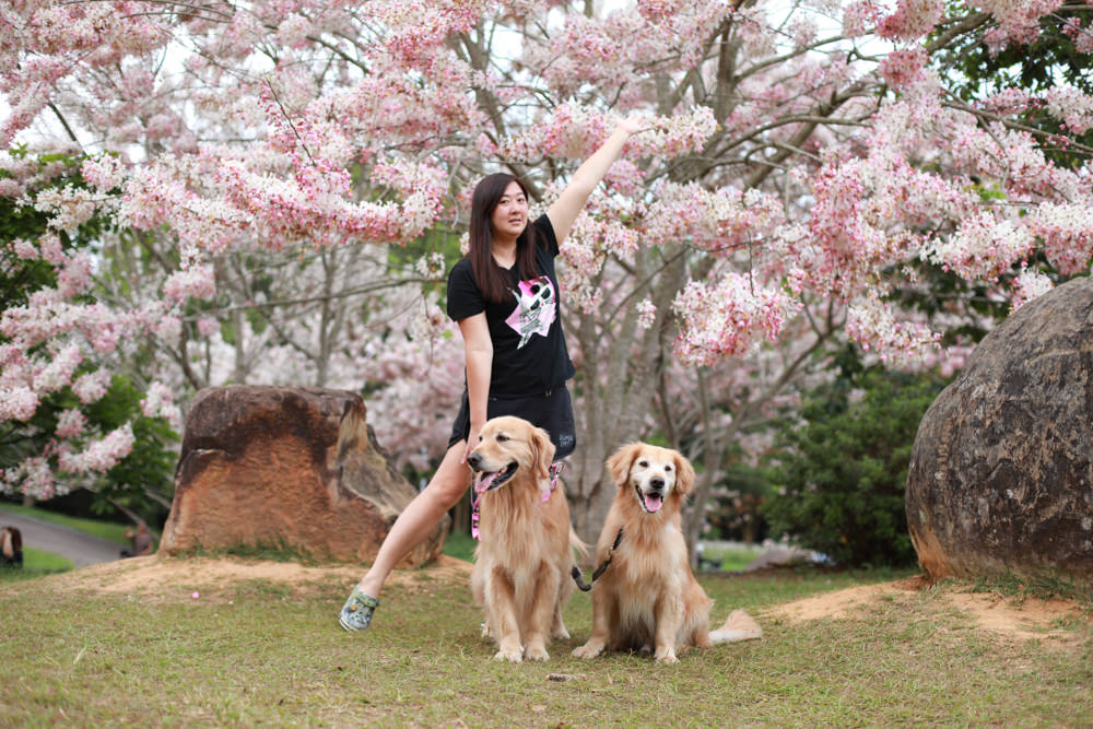 南投|暨南大學花旗木林、暨大花旗木季、南投最新秘境、粉紅陣雨泰國櫻花、三四月最佳賞花季 - 第7張圖 南投|暨南大學花旗木林、暨大花旗木季、南投最新秘境、粉紅陣雨泰國櫻花、三四月最佳賞花季