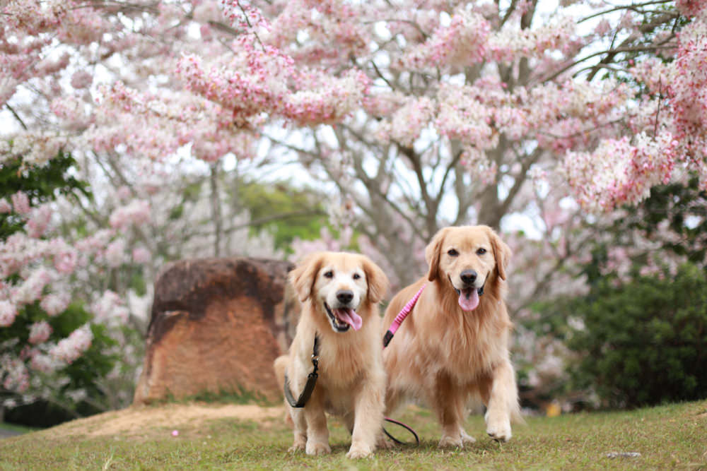 南投|暨南大學花旗木林、暨大花旗木季、南投最新秘境、粉紅陣雨泰國櫻花、三四月最佳賞花季 - 第6張圖 南投|暨南大學花旗木林、暨大花旗木季、南投最新秘境、粉紅陣雨泰國櫻花、三四月最佳賞花季
