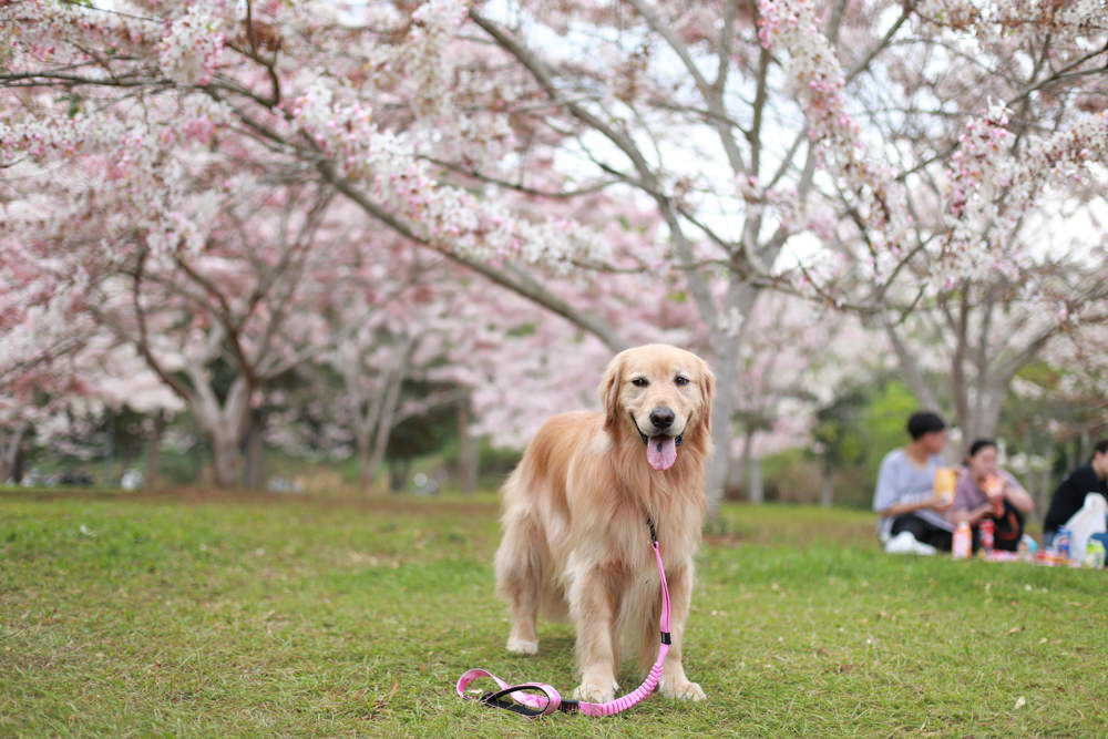 南投|暨南大學花旗木林、暨大花旗木季、南投最新秘境、粉紅陣雨泰國櫻花、三四月最佳賞花季 - 第8張圖 南投|暨南大學花旗木林、暨大花旗木季、南投最新秘境、粉紅陣雨泰國櫻花、三四月最佳賞花季