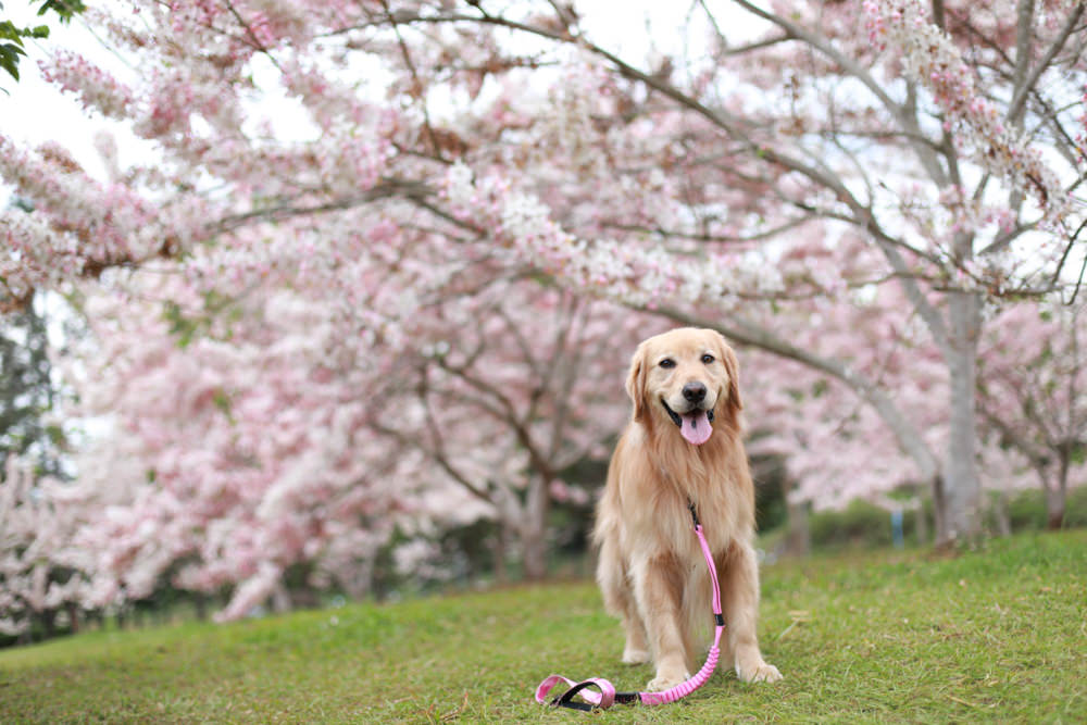 南投|暨南大學花旗木林、暨大花旗木季、南投最新秘境、粉紅陣雨泰國櫻花、三四月最佳賞花季 - 第15張圖 南投|暨南大學花旗木林、暨大花旗木季、南投最新秘境、粉紅陣雨泰國櫻花、三四月最佳賞花季