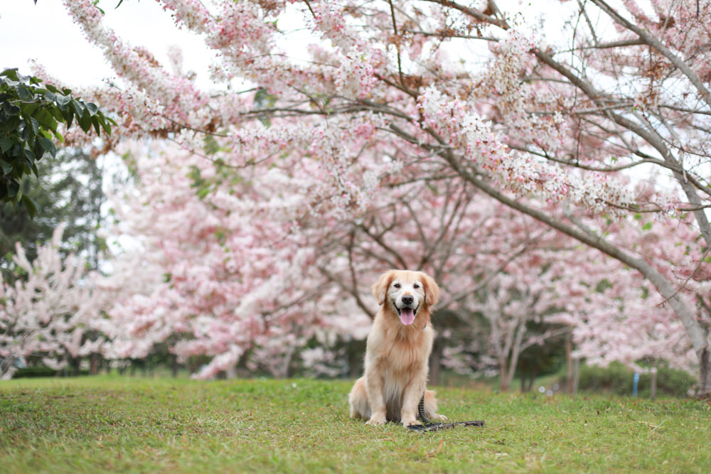 南投|暨南大學花旗木林、暨大花旗木季、南投最新秘境、粉紅陣雨泰國櫻花、三四月最佳賞花季 - 第14張圖 南投|暨南大學花旗木林、暨大花旗木季、南投最新秘境、粉紅陣雨泰國櫻花、三四月最佳賞花季