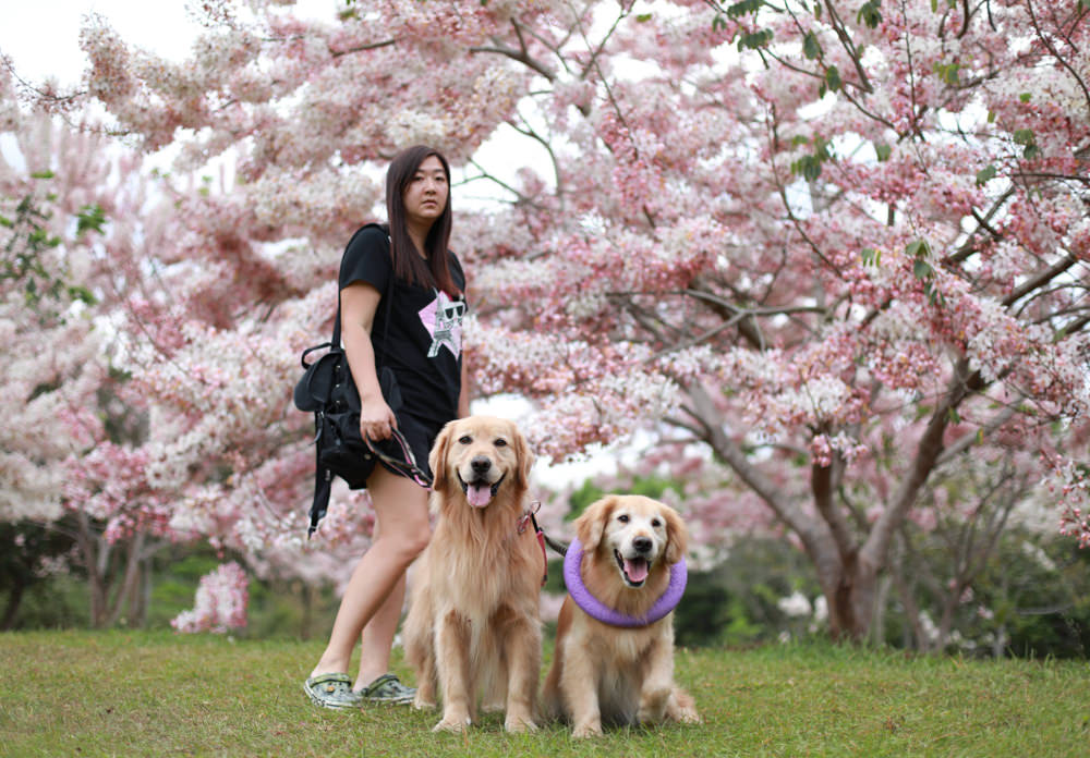 南投|暨南大學花旗木林、暨大花旗木季、南投最新秘境、粉紅陣雨泰國櫻花、三四月最佳賞花季 - 第13張圖 南投|暨南大學花旗木林、暨大花旗木季、南投最新秘境、粉紅陣雨泰國櫻花、三四月最佳賞花季