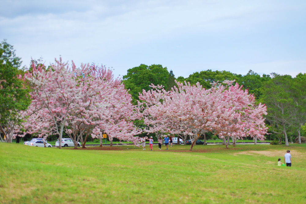 南投|暨南大學花旗木林、暨大花旗木季、南投最新秘境、粉紅陣雨泰國櫻花、三四月最佳賞花季 - 第10張圖 南投|暨南大學花旗木林、暨大花旗木季、南投最新秘境、粉紅陣雨泰國櫻花、三四月最佳賞花季