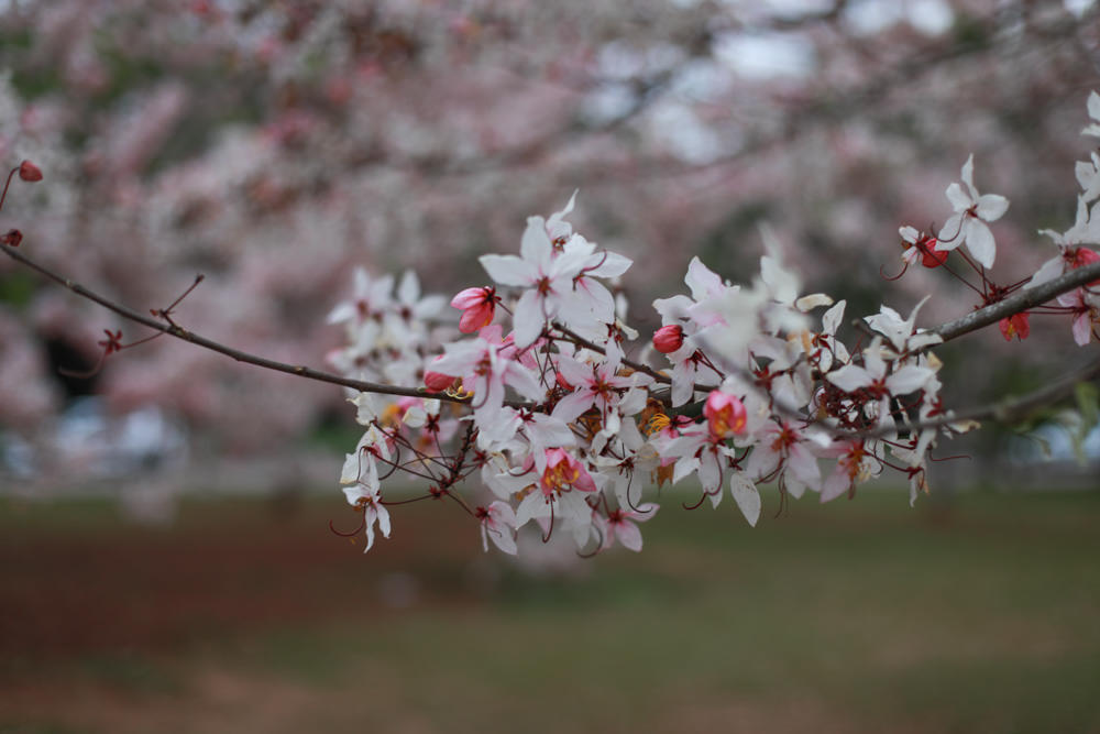 南投|暨南大學花旗木林、暨大花旗木季、南投最新秘境、粉紅陣雨泰國櫻花、三四月最佳賞花季 - 第11張圖 南投|暨南大學花旗木林、暨大花旗木季、南投最新秘境、粉紅陣雨泰國櫻花、三四月最佳賞花季