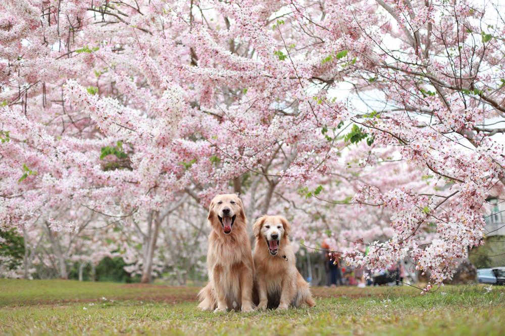南投|暨南大學花旗木林、暨大花旗木季、南投最新秘境、粉紅陣雨泰國櫻花、三四月最佳賞花季 - 第1張圖 南投|暨南大學花旗木林、暨大花旗木季、南投最新秘境、粉紅陣雨泰國櫻花、三四月最佳賞花季