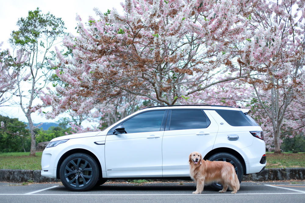 南投|暨南大學花旗木林、暨大花旗木季、南投最新秘境、粉紅陣雨泰國櫻花、三四月最佳賞花季 - 第12張圖 南投|暨南大學花旗木林、暨大花旗木季、南投最新秘境、粉紅陣雨泰國櫻花、三四月最佳賞花季