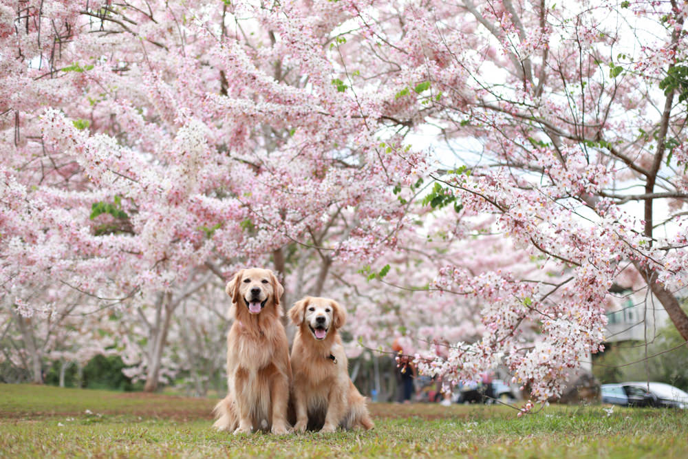 南投|暨南大學花旗木林、暨大花旗木季、南投最新秘境、粉紅陣雨泰國櫻花、三四月最佳賞花季 - 第18張圖 南投|暨南大學花旗木林、暨大花旗木季、南投最新秘境、粉紅陣雨泰國櫻花、三四月最佳賞花季