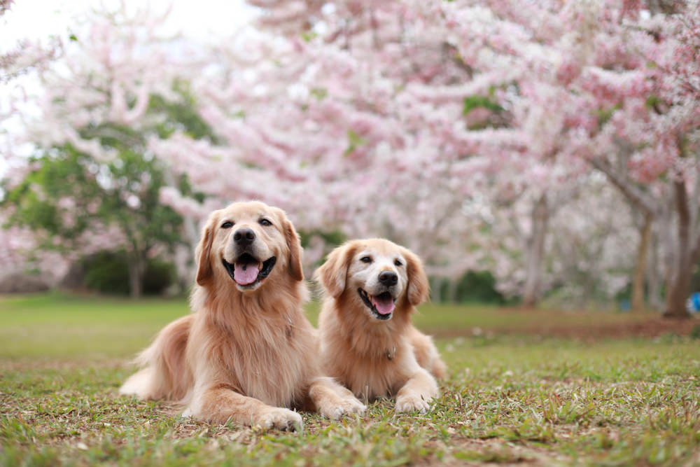南投|暨南大學花旗木林、暨大花旗木季、南投最新秘境、粉紅陣雨泰國櫻花、三四月最佳賞花季 - 第3張圖 南投|暨南大學花旗木林、暨大花旗木季、南投最新秘境、粉紅陣雨泰國櫻花、三四月最佳賞花季
