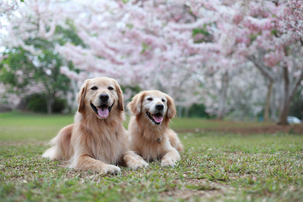 南投|暨南大學花旗木林、暨大花旗木季、南投最新秘境、粉紅陣雨泰國櫻花、三四月最佳賞花季 - 第16張圖 南投|暨南大學花旗木林、暨大花旗木季、南投最新秘境、粉紅陣雨泰國櫻花、三四月最佳賞花季