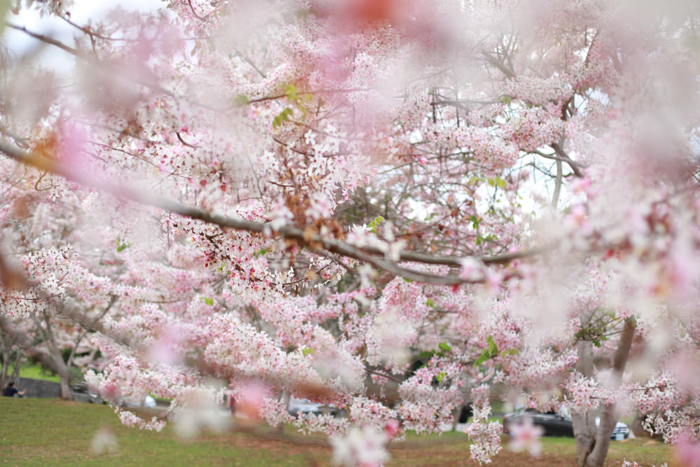 南投|暨南大學花旗木林、暨大花旗木季、南投最新秘境、粉紅陣雨泰國櫻花、三四月最佳賞花季 - 第17張圖 南投|暨南大學花旗木林、暨大花旗木季、南投最新秘境、粉紅陣雨泰國櫻花、三四月最佳賞花季