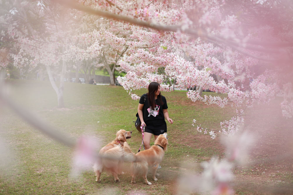 南投|暨南大學花旗木林、暨大花旗木季、南投最新秘境、粉紅陣雨泰國櫻花、三四月最佳賞花季 - 第4張圖 南投|暨南大學花旗木林、暨大花旗木季、南投最新秘境、粉紅陣雨泰國櫻花、三四月最佳賞花季