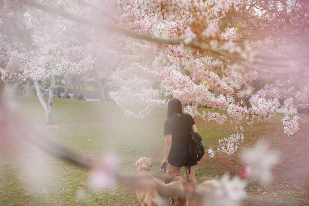 南投|暨南大學花旗木林、暨大花旗木季、南投最新秘境、粉紅陣雨泰國櫻花、三四月最佳賞花季 - 第5張圖 南投|暨南大學花旗木林、暨大花旗木季、南投最新秘境、粉紅陣雨泰國櫻花、三四月最佳賞花季