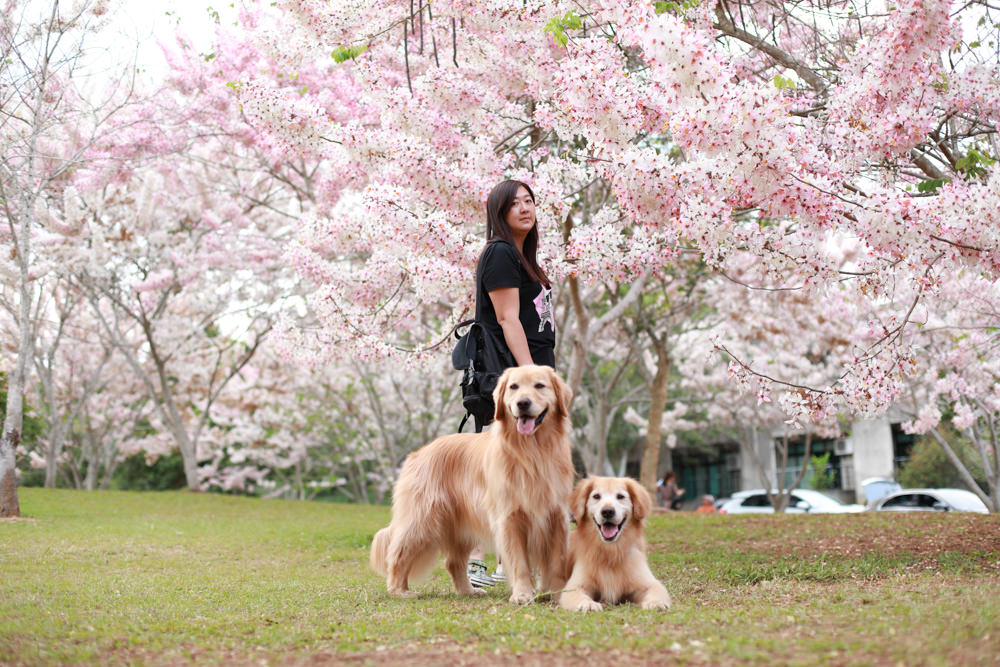 南投|暨南大學花旗木林、暨大花旗木季、南投最新秘境、粉紅陣雨泰國櫻花、三四月最佳賞花季 - 第2張圖 南投|暨南大學花旗木林、暨大花旗木季、南投最新秘境、粉紅陣雨泰國櫻花、三四月最佳賞花季