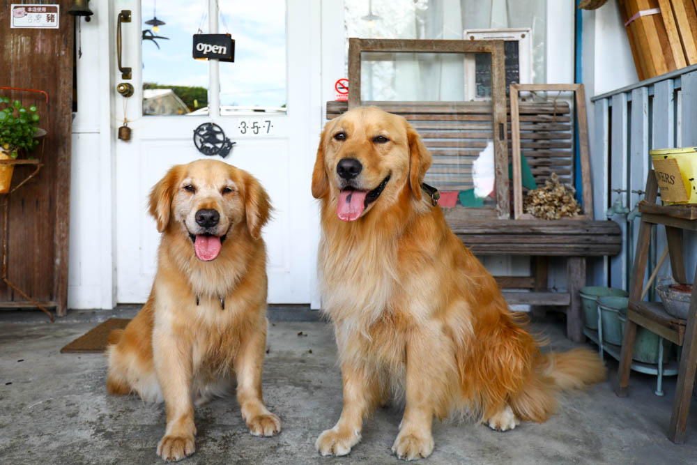花蓮鳳林美食|鄉村小屋2。鄉村風日系雜貨、輕食簡餐、飲料無限暢飲、寵物友善餐廳 - 第5張圖 花蓮鳳林美食|鄉村小屋2。鄉村風日系雜貨、輕食簡餐、飲料無限暢飲、寵物友善餐廳