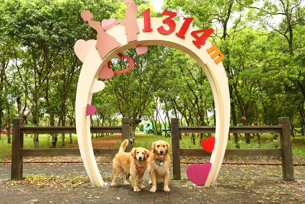 花蓮瑞穗景點｜富興社區森林小火車。搭乘鳳梨小火車認識鳳梨公園、全台最大鳳梨田、寵物友善景點