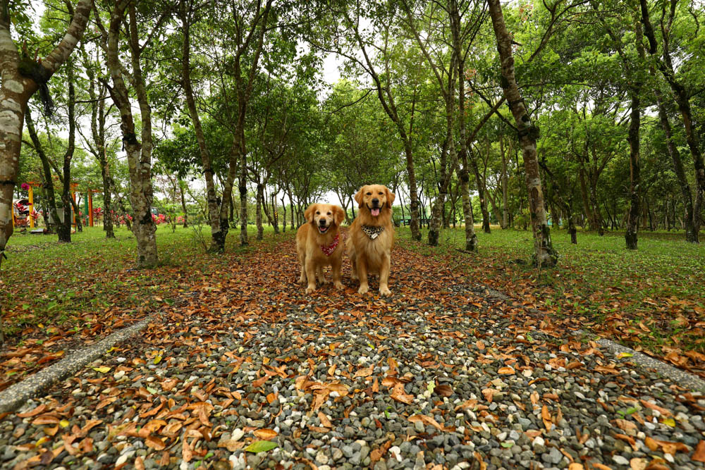 花蓮瑞穗景點｜富興社區森林小火車。搭乘鳳梨小火車認識鳳梨公園、全台最大鳳梨田、寵物友善景點