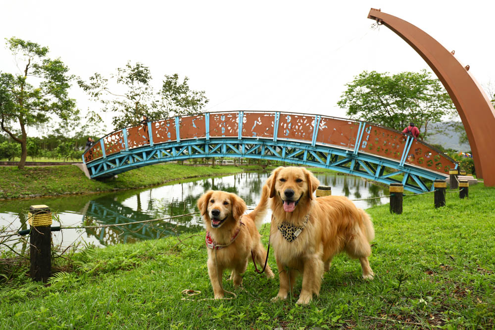 花蓮瑞穗景點｜富興社區森林小火車。搭乘鳳梨小火車認識鳳梨公園、全台最大鳳梨田、寵物友善景點