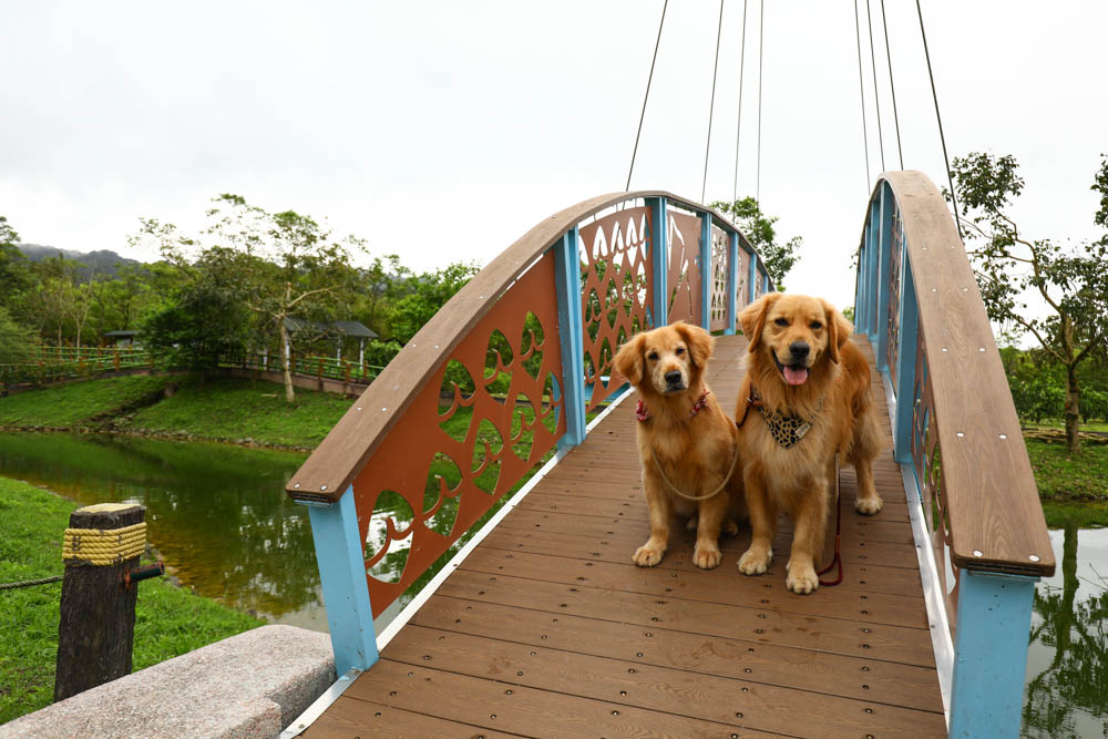 花蓮瑞穗景點｜富興社區森林小火車。搭乘鳳梨小火車認識鳳梨公園、全台最大鳳梨田、寵物友善景點