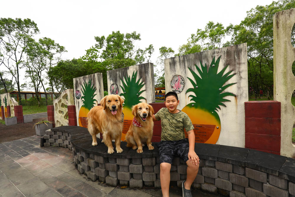 花蓮瑞穗景點｜富興社區森林小火車。搭乘鳳梨小火車認識鳳梨公園、全台最大鳳梨田、寵物友善景點