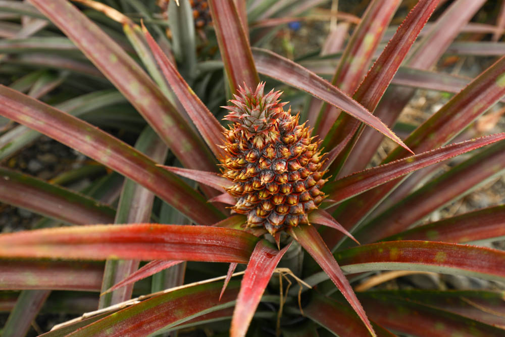 花蓮瑞穗景點｜富興社區森林小火車。搭乘鳳梨小火車認識鳳梨公園、全台最大鳳梨田、寵物友善景點
