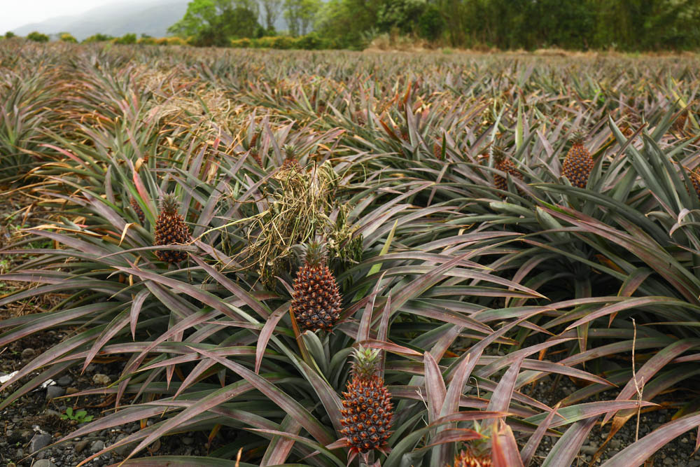 花蓮瑞穗景點｜富興社區森林小火車。搭乘鳳梨小火車認識鳳梨公園、全台最大鳳梨田、寵物友善景點