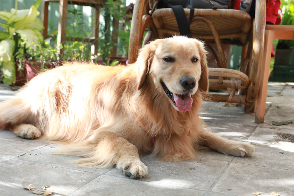 花蓮美食｜平行時空小茶室。老屋咖啡廳、花蓮寵物友善餐廳、復古泡沫紅茶茶舖、懷舊簡餐料理