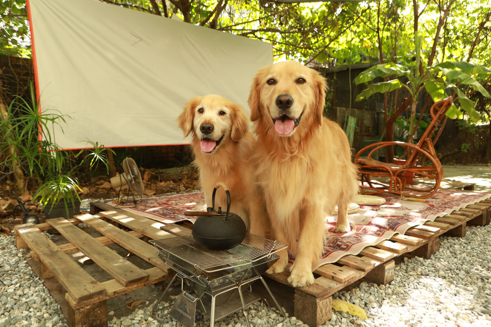 花蓮美食｜南島百合。寵物友善餐廳、隱藏巷弄間的文青復古老宅麵鋪、森林系小餐館、質感露營風、私房牛肉麵必吃
