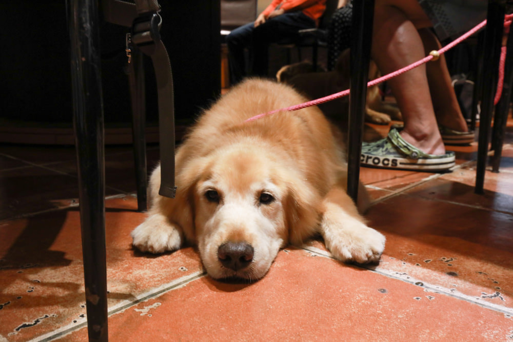 花蓮美食｜賴桑壽司屋。讓人歎為觀止的無菜單料理、寵物友善餐廳、寬敞舒適包廂、生猛海鮮、日本料理
